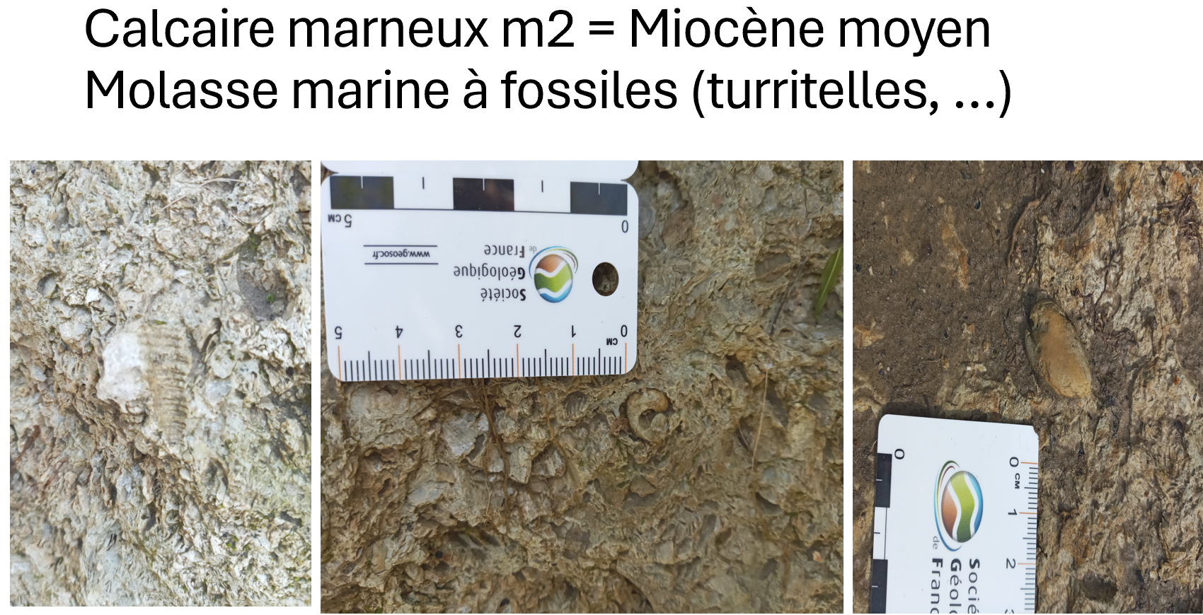 Calcaire marneux