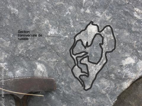 rudiste en coupe dans la formation de calcaire gris