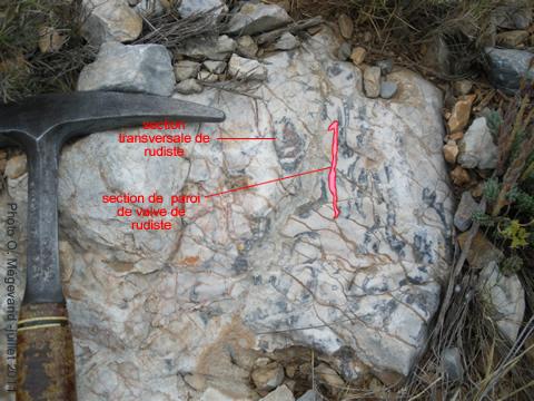 sections diverses de rudiste dans le calcaire blanc